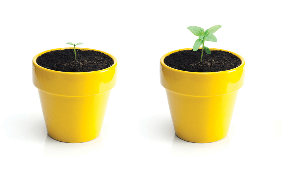 Small tree growing out of yellow pot