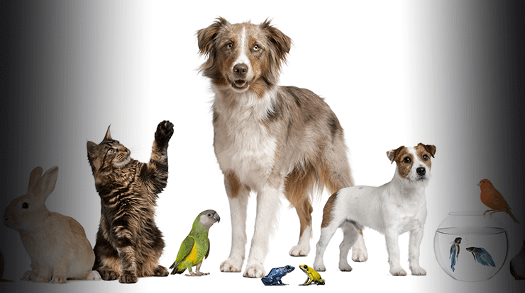 Group of various animals