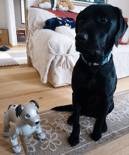 Shuzo Shimada’s dog Santa (right) and robotic dog Ao, in Kasugai City, Aich, Japan.