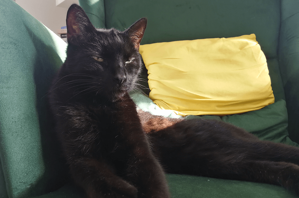 Tomasz Sliwinski’s cat, Ramzes, from Krakow, Poland.
