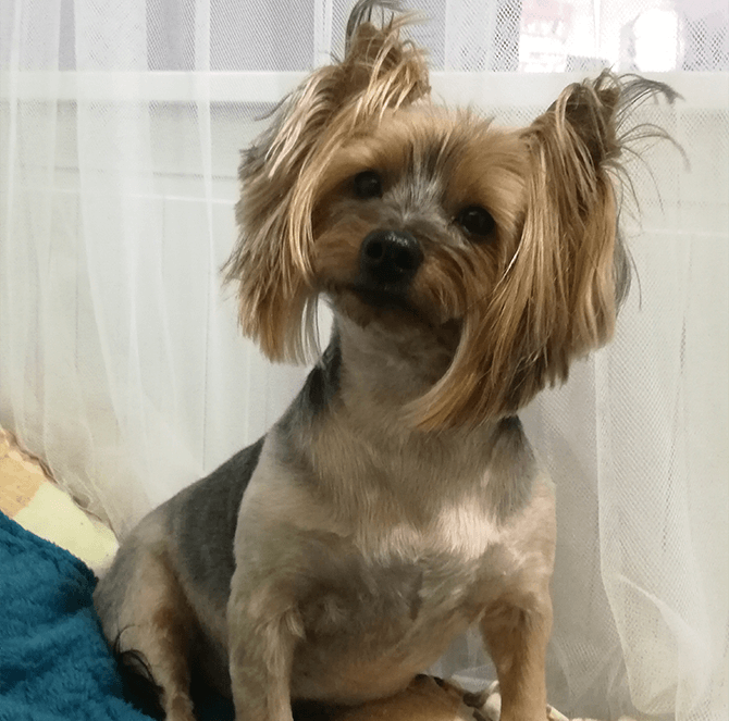 Tomasz Sliwinski’s dog, Warda, from Krakow, Poland.